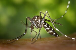 jak odstraszać komary?